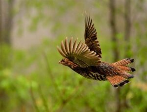 Biden campaign appeals to sportsmen and women with new ad; highlights decline in ruffed grouse, attacks Trump on Forest Service budget cuts